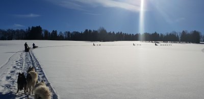 cortège traîneaux à chiens staarp
